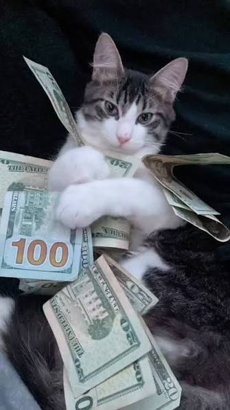 Kitten with bill