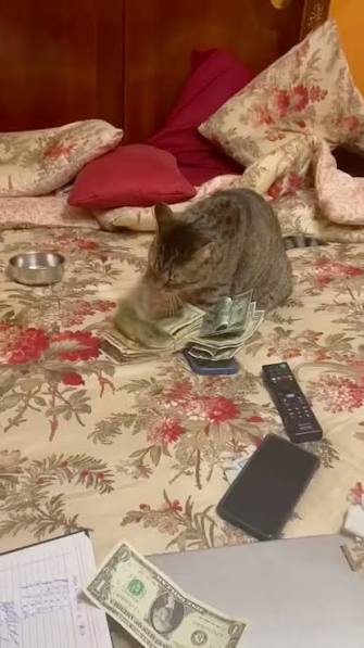 Cat guarding cash