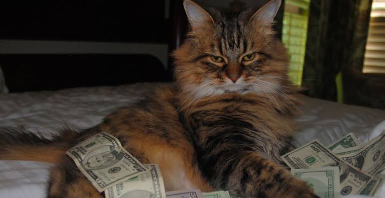 Cat on hundreds