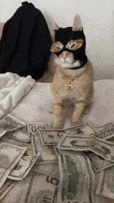 Cat on money bed