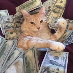 Cat in hundreds