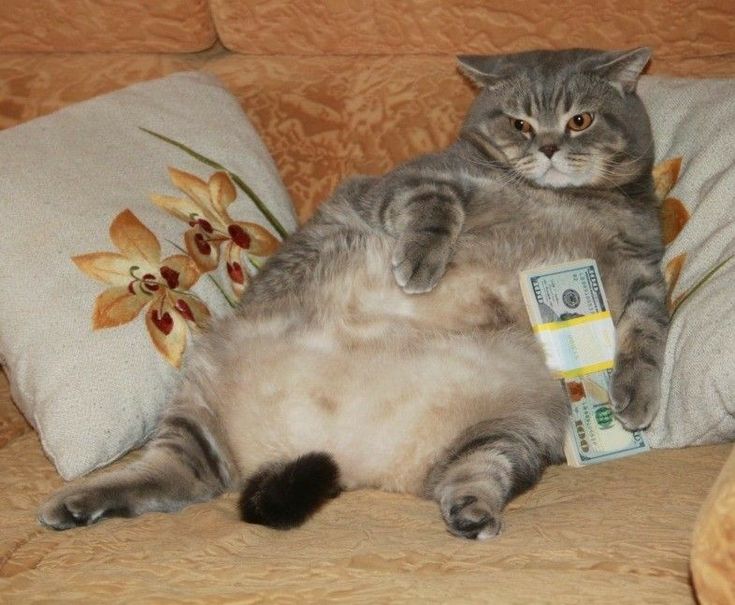 Grey cat holding cash